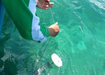 Wujudkan Taman Laut, Ini Peran Pertamina Patraniaga Regional Papua Maluku